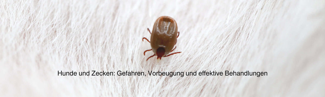 Zeckenbiss beim Hund – Infos zu Vorbeugung und wirksamer Behandlung