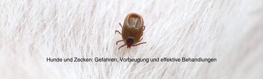 Zeckenbiss beim Hund – Infos zu Vorbeugung und wirksamer Behandlung