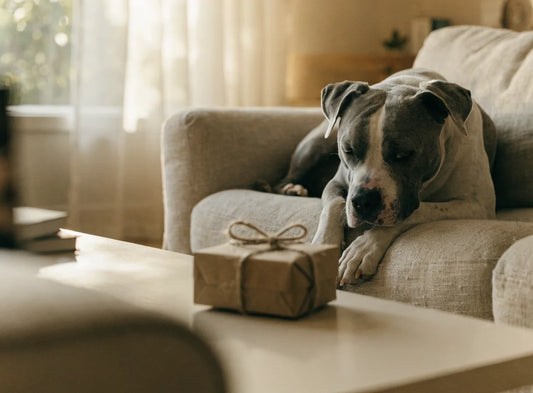 American Staffordshire Terrier liegt entspannt auf dem Sofa neben einem eingepackten Geschenk