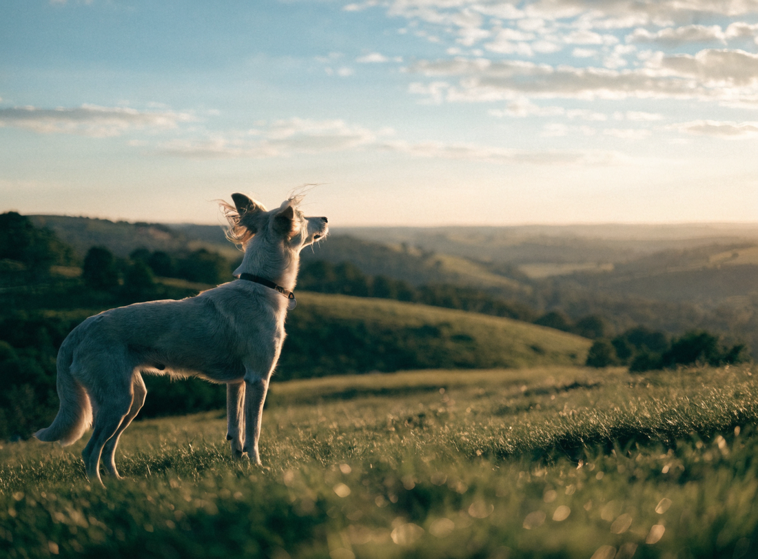 Hund auf einem Hügel im warmen Abendlicht blickt in die Ferne, Sehnsucht nach dem Tier