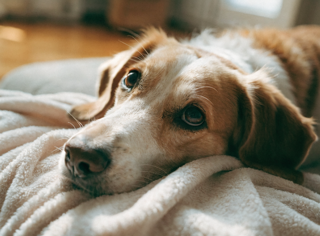 Hund legt den Kopf auf eine weiche Decke, liebevoller Blick