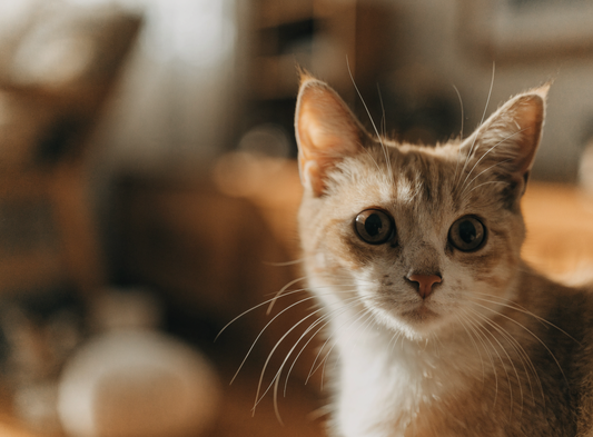 Nahaufnahme einer Katze mit warmem Blick