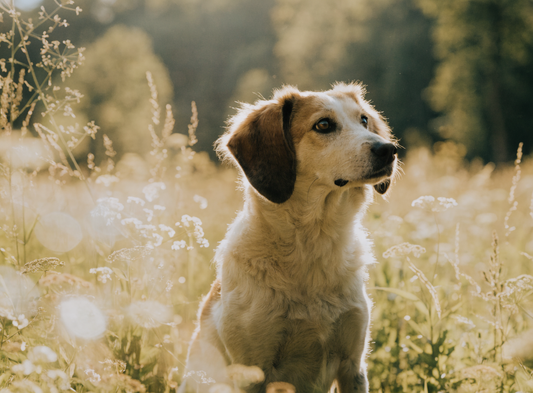 Hund in einem sonnigen Blumenfeld im Abendlicht, sanfte Erinnerungsstimmung