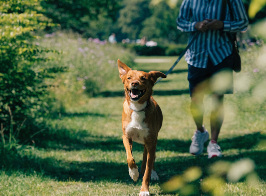 Fröhlicher Hund beim Spaziergang im sonnigen Park