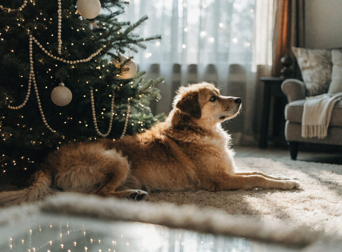 Hund vor einem geschmückten Weihnachtsbaum im gemütlichen Wohnzimmer