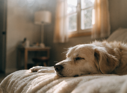 Hund ruht friedlich im weichen Fensterlicht, ruhige Abschiedsstimmung