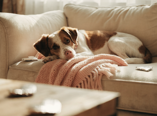 Hund auf dem Sofa mit rosa Decke, warme Valentins-Stimmung